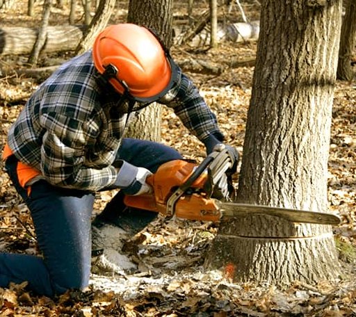 Tree Removal in Vienna, GA